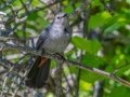 Gray Catbird - JUNE 15 2022 - Port Clyde Harbor - Knox County - Maine