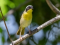 Common Yellowthroat - JUNE 15 2022 - Port Clyde Harbor - Knox County - Maine