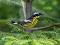 Magnolia Warbler - JUNE 11 2022 - Acadia NP - Seawall Pond - Hancock County - Maine