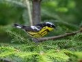 Magnolia Warbler - JUNE 11 2022 - Acadia NP - Seawall Pond - Hancock County - Maine
