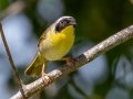 Common Yellowthroat - JUNE 15 2022 - Port Clyde Harbor - Knox County - Maine