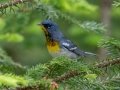 Northern Parula - JUNE 11 2022 - Acadia NP - Seawall Pond - Hancock County - Maine