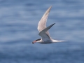 Common Tern - JUNE 6 2022 - Eastern Egg Rock - Boothbay Harbor Pelagic Trip - Knox County - Maine