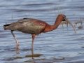 Glossy Ibis - MAY 30 2022 - Scarborough Marsh - Eastern Rd - Cumberland County - Maine
