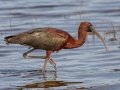 Glossy Ibis - MAY 30 2022 - Scarborough Marsh - Eastern Rd - Cumberland County - Maine