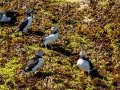 Atlantic Puffins - JUNE 6 2022 - Eastern Egg Rock - Boothbay Harbor Pelagic Trip - Knox County - Maine