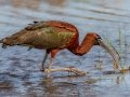 Glossy Ibis - MAY 30 2022 - Scarborough Marsh - Eastern Rd - Cumberland County - Maine