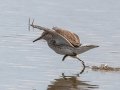 White-rumped Sandpiper - JUNE 17 2022 - Weskeag Marsh - Knox County - Maine