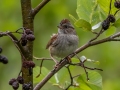 Swamp Sparrow - JUNE 8 2022 - Acadia NP - Jesup Path - Hancock County - Maine