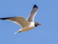 Laughing Gull - JUNE 11 2022 - Acadia NP - Seawall Pond - Hancock County - Maine