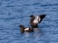 Black Guillemots - JUNE 6 2022 - Eastern Egg Rock - Boothbay Harbor Pelagic Trip - Knox County - Maine