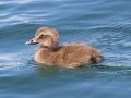 Common Eider (juvenile) - JUNE 15 2022 - Port Clyde Harbor - Knox County - Maine