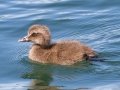 Common Eider (juvenile) - JUNE 15 2022 - Port Clyde Harbor - Knox County - Maine