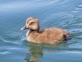 Common Eider (juvenile) - JUNE 15 2022 - Port Clyde Harbor - Knox County - Maine