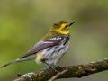 Black-throated Green Warbler - JUNE 9 2022 - Acadia NP - Sieur de Monts Spring and Wild Gardens - Hancock County - Maine