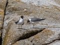 Laughing Gulls - JUNE 6 2022 - Eastern Egg Rock - Boothbay Harbor Pelagic Trip - Knox County - Maine