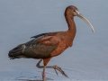 Glossy Ibis - MAY 30 2022 - Scarborough Marsh - Eastern Rd - Cumberland County - Maine