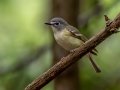 Blue-headed Vireo - JUNE 9 2022 - Acadia NP - Sieur de Monts Spring and Wild Gardens - Hancock County - Maine