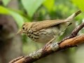 Ovenbird - JUNE 9 2022 - Acadia NP - Sieur de Monts Spring and Wild Gardens - Hancock County - Maine