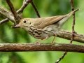 Ovenbird - JUNE 9 2022 - Acadia NP - Sieur de Monts Spring and Wild Gardens - Hancock County - Maine