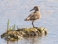 White-rumped Sandpiper - JUNE 17 2022 - Weskeag Marsh - Knox County - Maine