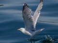 Herring Gull - JUNE 15 2022 - Monhegan Island - Lincoln County - Maine