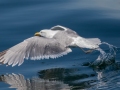 Herring Gull - JUNE 15 2022 - Monhegan Island - Lincoln County - Maine