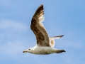 Great Black-backed Gull - JUNE 11 2022 - Acadia NP - Seawall Pond - Hancock County - Maine