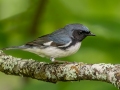 Black-throated Blue Warbler - JUNE 4 2022 - Boy Scout Road - Livermore - Androscoggin County - Maine