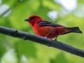 Scarlett Tanager - JUNE 9 2022 - Acadia NP - Sieur de Monts Spring and Wild Gardens - Hancock County - Maine