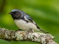 Black-throated Blue Warbler - JUNE 4 2022 - Boy Scout Road - Livermore - Androscoggin County - Maine