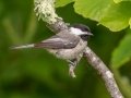 Black-capped Chickadee - JUNE 4 2022 - Boy Scout Road - Livermore - Androscoggin County - Maine