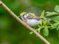Chestnut-sided Warbler - JUNE 4 2022 - Boy Scout Road - Livermore - Androscoggin County - Maine