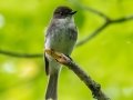 Eastern Phoebe - JUNE 9 2022 - Acadia NP - Sieur de Monts Spring and Wild Gardens - Hancock County - Maine