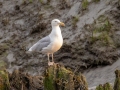 Herring Gull - MAY 31 2022 - Scarborough Marsh - Eastern Rd - Cumberland County - Maine