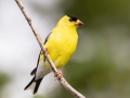 American Goldfinch - JUNE 4 2022 - Smalls Falls Rest Area - Franklin County - Maine