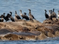Double-crested Cormorants - JUNE 15 2022 - Monhegan Island - Lincoln County - Maine