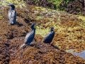 Double-crested Cormorants- JUNE 6 2022 - Eastern Egg Rock - Boothbay Harbor Pelagic Trip - Knox County - Maine