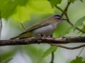 Red-eyed Vireo - JUNE 9 2022 - Acadia NP - Sieur de Monts Spring and Wild Gardens - Hancock County - Maine