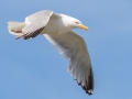 Herring Gull - JUNE 11 2022 - Acadia NP - Seawall Pond - Hancock County - Maine
