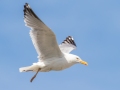 Herring Gull - JUNE 11 2022 - Acadia NP - Seawall Pond - Hancock County - Maine
