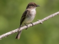 Eastern Phoebe - JUNE 4 2022 - Smalls Falls Rest Area - Franklin County - Maine