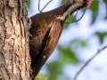 Pileated Woodpecker - JUNE 12 2022 - Acadia NP - Duck Brook Road - Hancock County - Maine