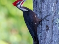 Pileated Woodpecker - JUNE 12 2022 - Acadia NP - Duck Brook Road - Hancock County - Maine