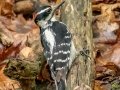 Hairy Woodpecker - JUNE 9 2022 - Acadia NP - Sieur de Monts Spring and Wild Gardens - Hancock County - Maine