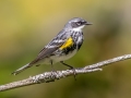 Yellow-rumped Warbler (Myrtle) - JUNE 4 2022 - Smalls Falls Rest Area - Franklin County - Maine