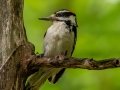 Hairy Woodpecker - JUNE 9 2022 - Acadia NP - Sieur de Monts Spring and Wild Gardens - Hancock County - Maine