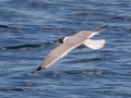 Laughing Gull - JUNE 6 2022 - Eastern Egg Rock - Boothbay Harbor Pelagic Trip - Knox County - Maine