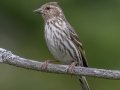 Pine Siskin - JUNE 4 2022 - Smalls Falls Rest Area - Franklin County - Maine