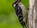 Hairy Woodpecker - JUNE 9 2022 - Acadia NP - Sieur de Monts Spring and Wild Gardens - Hancock County - Maine